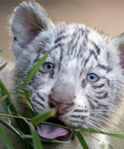 White Tiger Cub Animal Diamond Painting