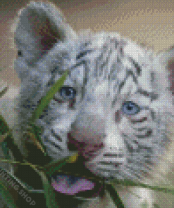 White Tiger Cub Animal Diamond Painting