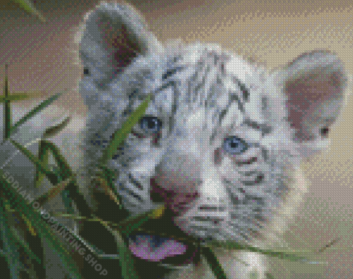 White Tiger Cub Animal Diamond Painting