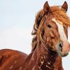 Wild Mustang Animal Diamond Painting