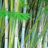 Bambusa Chungii Bamboo Plant Diamond Painting