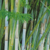 Bambusa Chungii Bamboo Plant Diamond Painting