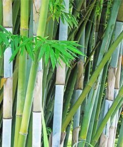 Bambusa Chungii Bamboo Plant Diamond Painting