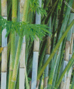 Bambusa Chungii Bamboo Plant Diamond Painting