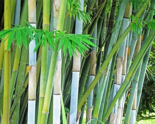 Bambusa Chungii Bamboo Plant Diamond Painting