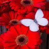 Red Flowers And White Butterfly Diamond Painting