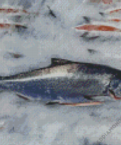 Salmon King Fish Diamond Painting