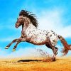 Appaloosa Horse Diamond Paintings