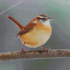 Carolina Wren Diamond Painting