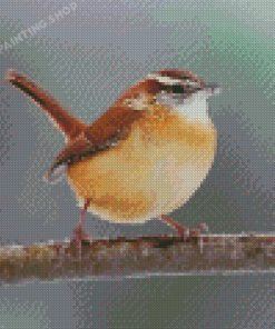 Carolina Wren Diamond Painting