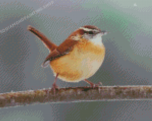 Carolina Wren Diamond Painting