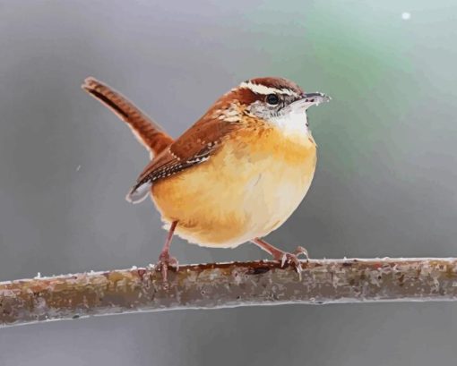 Carolina Wren Diamond Painting