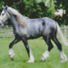 Grey Shire Horse Diamond Painting Grey Shire Horse Diamond Painting