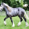 Grey Shire Horse Diamond Painting