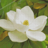 White Magnolia Flower Diamond Painting