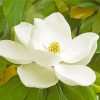 White Magnolia Flower Diamond Painting