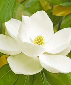 White Magnolia Flower Diamond Painting