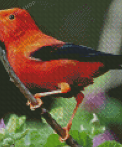 Kauai Bird Diamond Painting