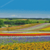 Flower Fields In Hokkaido Garden Diamond Painting