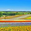 Flower Fields In Hokkaido Garden Diamond Painting