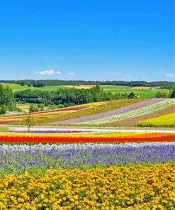 Flower Fields In Hokkaido Garden Diamond Painting