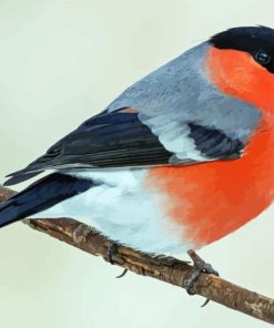 Eurasian Bullfinch Bird Diamond Painting