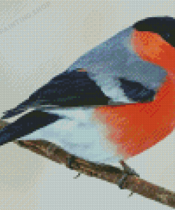 Eurasian Bullfinch Bird Diamond Painting